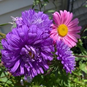 Meet your Posher, Joy